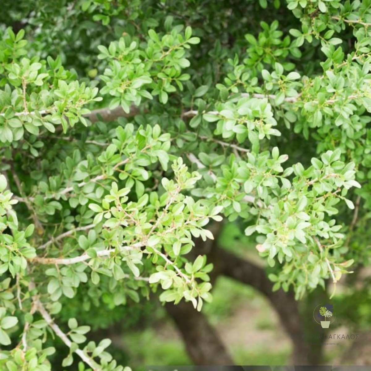ΣΧΙΝΟΣ – Pistacia lentiscus - 2